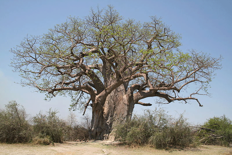 Baobab in Mahango